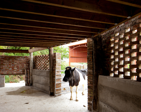 Как возводить и обустраивать сарай для быков?