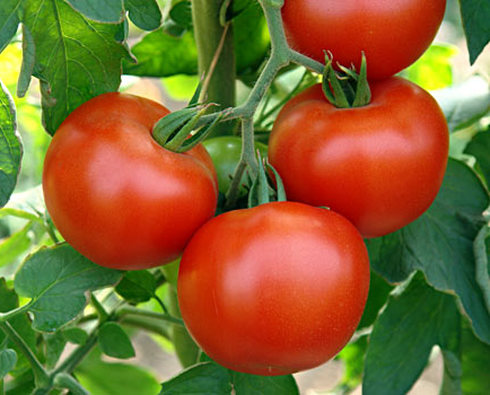 pomidory-08