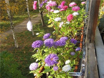 cvety-dlya-sada-balkona_10