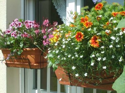 cvety-dlya-sada-balkona_4
