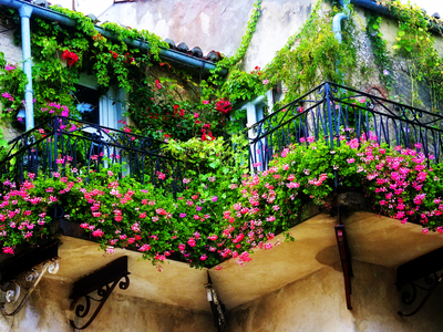 cvety-dlya-sada-balkona_5