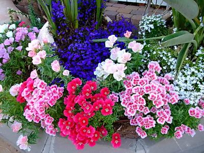 Многолетние садовые низкорослые цветы для клумбы - фото и названия